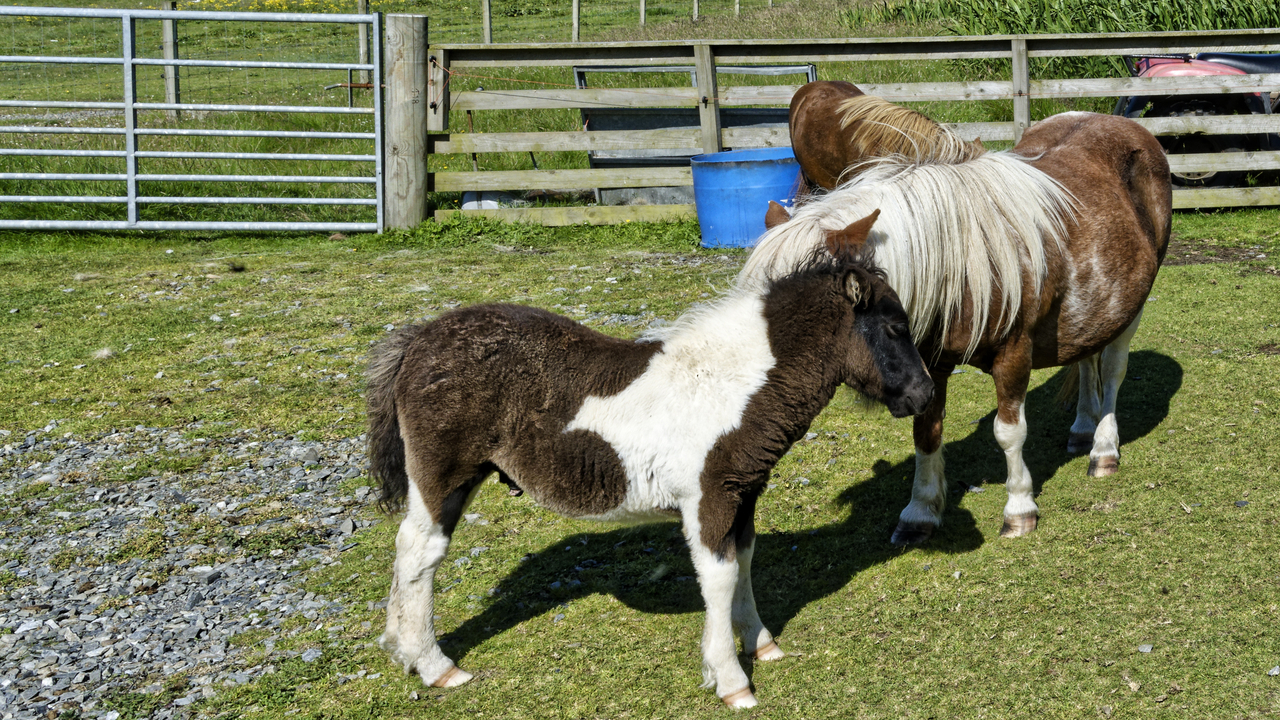 20230727 113313•Scalloway•Shetland•Scotland•UK